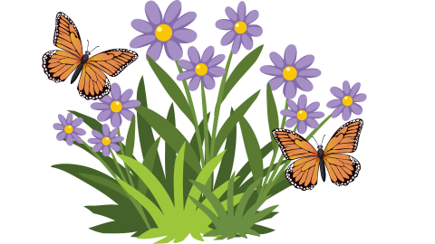 butterflies on flowers