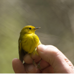 bird on hand